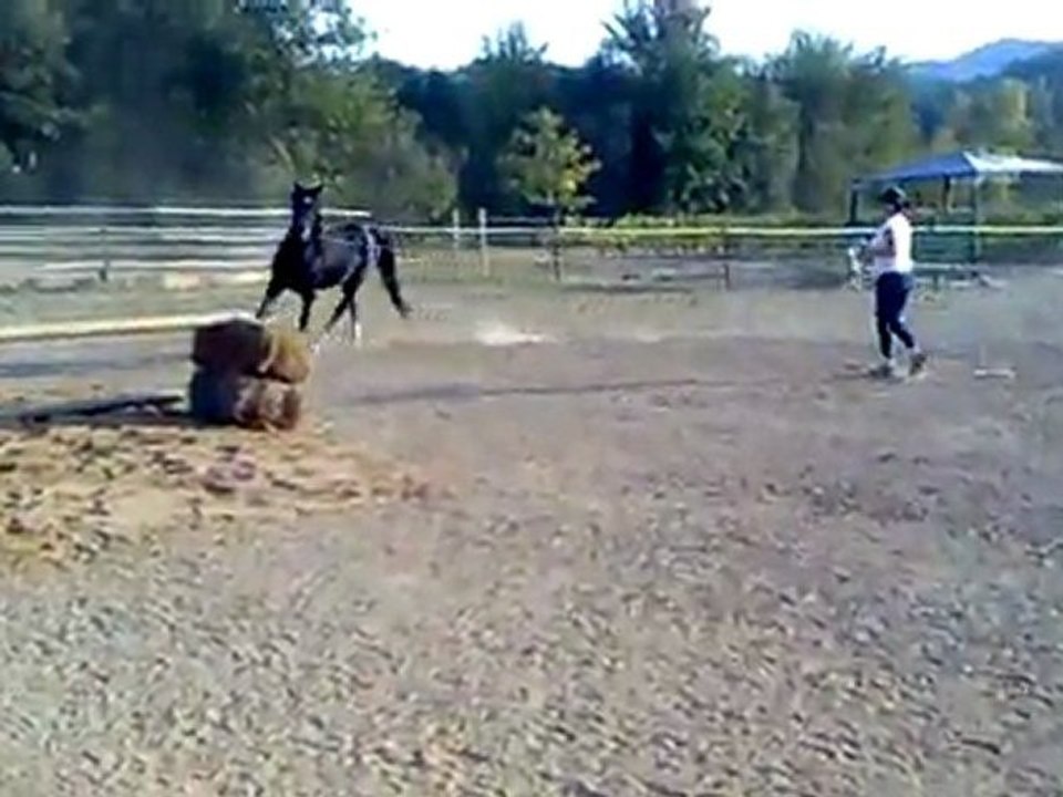 Saut d'obstacle  CW Rih ETALON PUR SANG ARABE NOIR