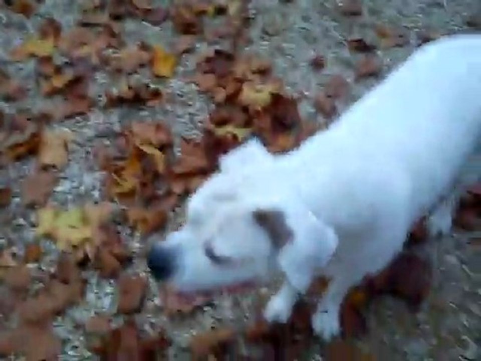 ma pepette