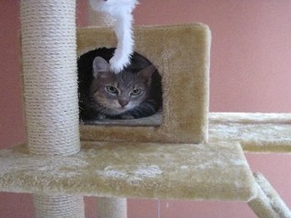 Cat Boarding | Feline Fabulous Charlotte