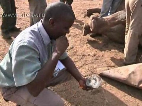 Носорогов в ЮАР истребляют еще активнее