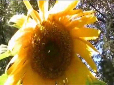 Sun, sun, sun here it comes...