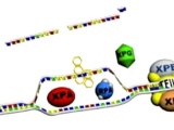 WHEN WE ASKED DARWINISTS... Enzymes Acting At DNA Replication