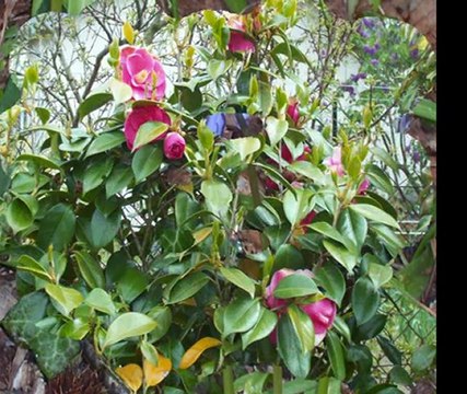 Couleurs de printemps