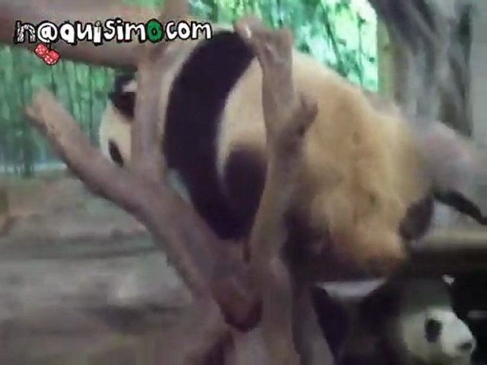 NAQUISIMO.COM - TROLL PANDA