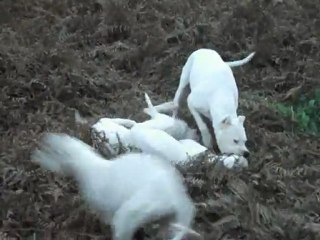 Délire de dogos le 11-11-2011