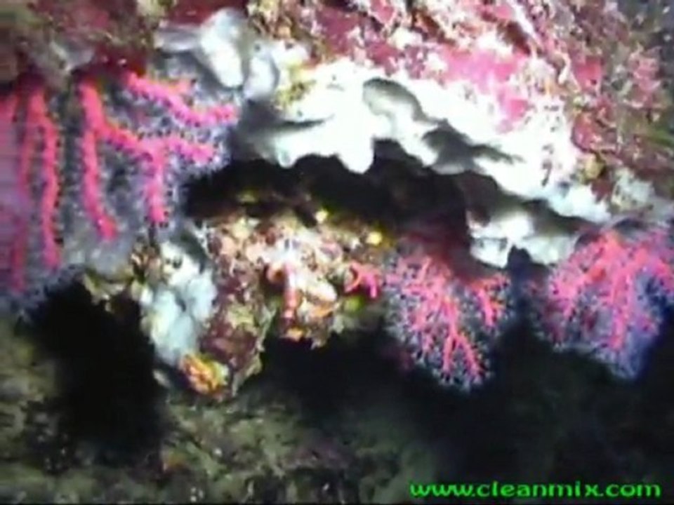 plongee scuba diving diver en corse by cleanmix