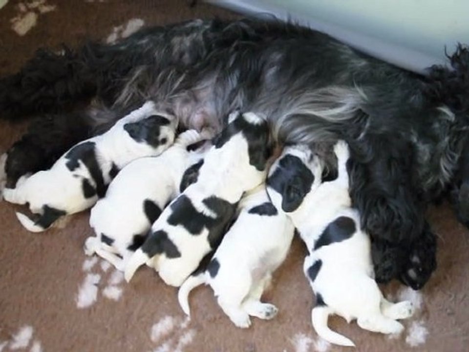Les premiers bébés de French-Kiss