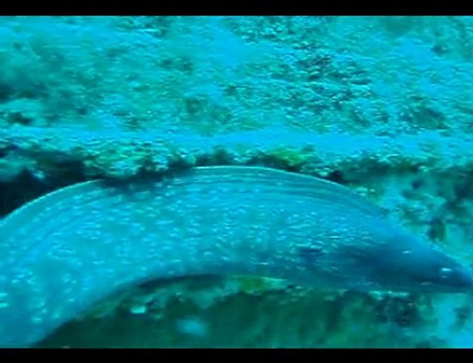 club de plongée de l'aa sur le RUBIS