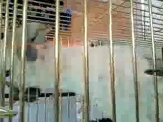 cacatoes Goffin a l'animalerie