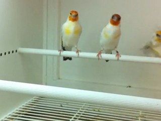 chardonneret mutation tête blanche tel 0493146068