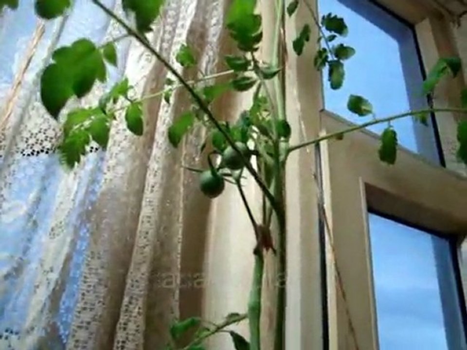 saksıda Aeroponic evsera uygulaması ve diğerleri