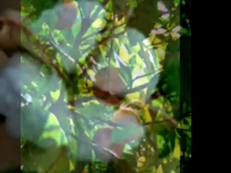 Nedim varol, Tufanbeyli, Adana, (çukur ova. 2011 )