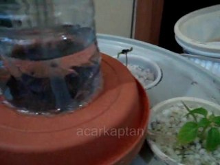 Hydroponic ve Aeroponic karışımı sistem