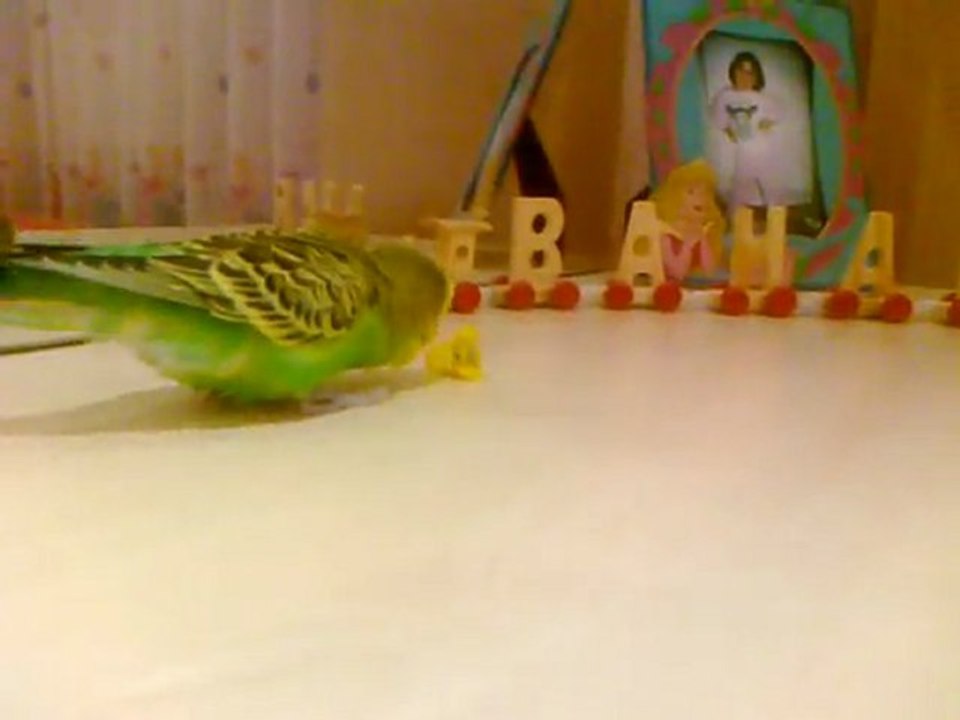 konuşan muhabbet kuşu :)