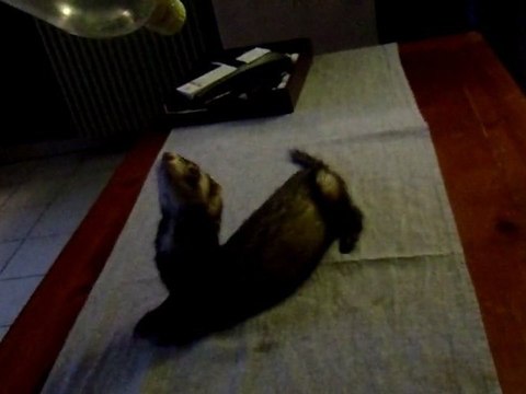 machin'' les furets de la deuxieme chance 12novembre2011''