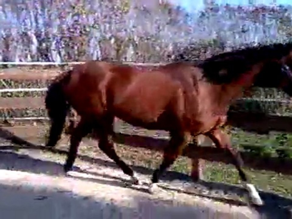 tsar suite