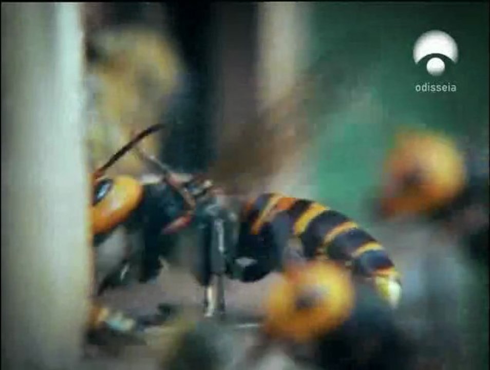 ABEJAS,AVISPONES Y BUDA
