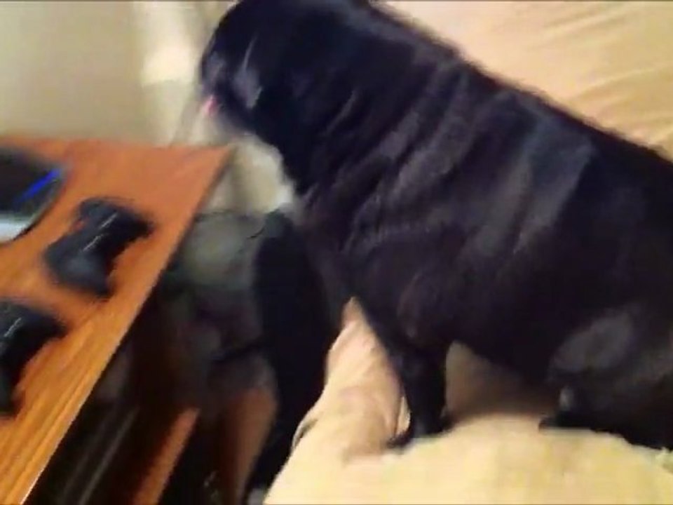 Pug hates iPhone