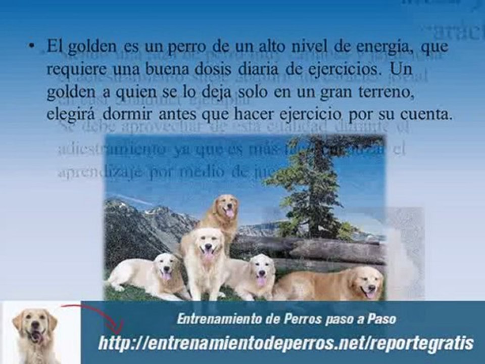 Entrenamiento de Perros Golden
