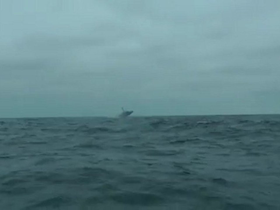Baleine saut