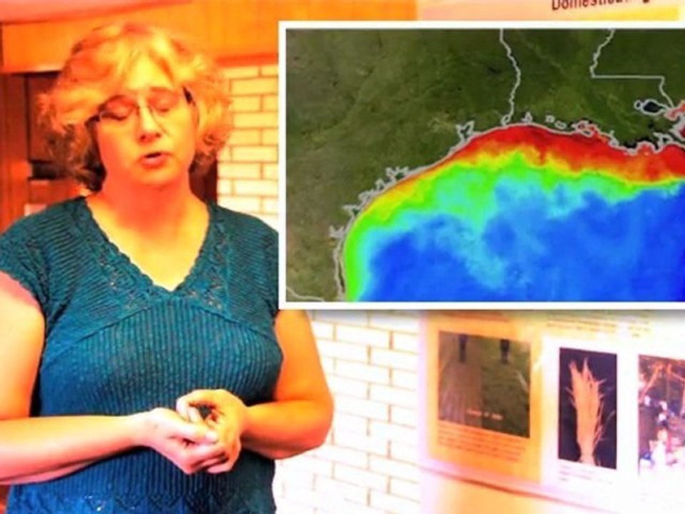 Perennials VS Annuals: The battle to end all wars!