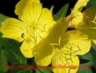 Evening Primrose Oil Benefits And Advice