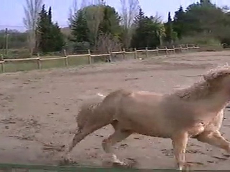 Junior Gold le 12 novembre 2011