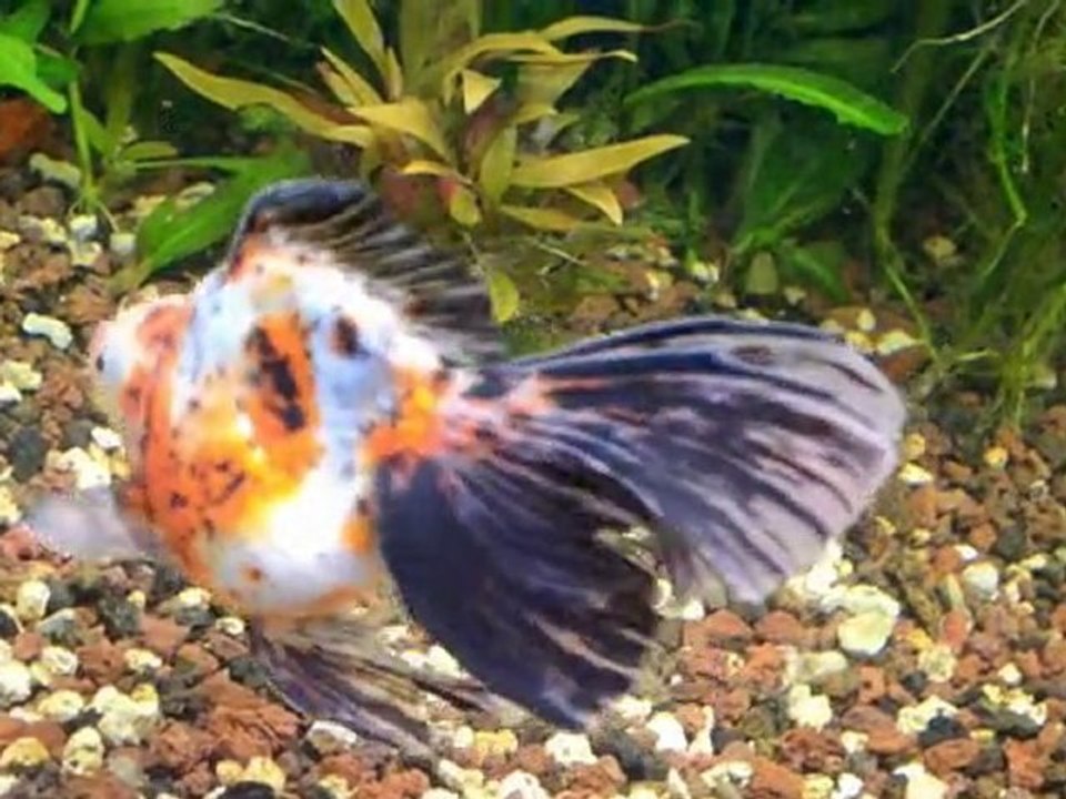 botia modesta