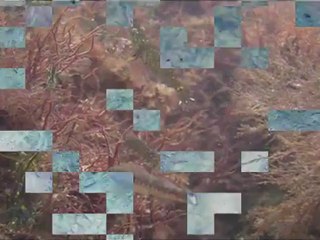 mares à marée basse