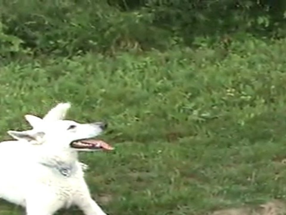 duo_de_bergers_blancs