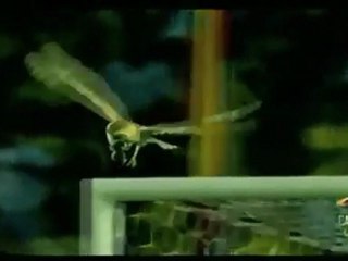 owl eating rat in the metropolitan stadium barranquilla Colombia