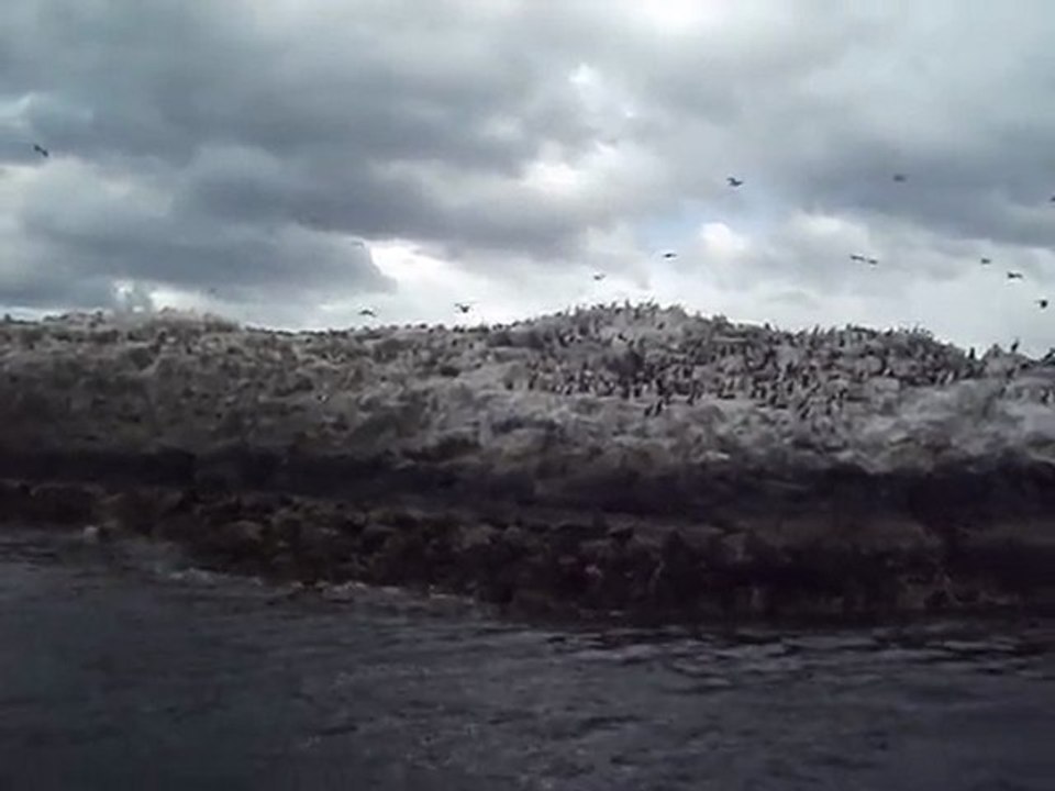 Colonie de Cormorans : Beagle Channel