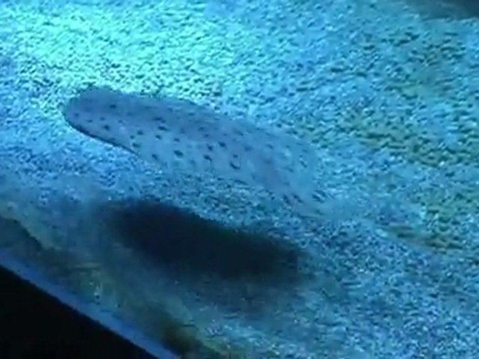 Acuario de Gijon