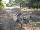 Presa canario Bonita de TROY & Paşa de TROY