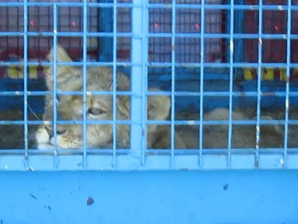 Lions du cirque de Paris