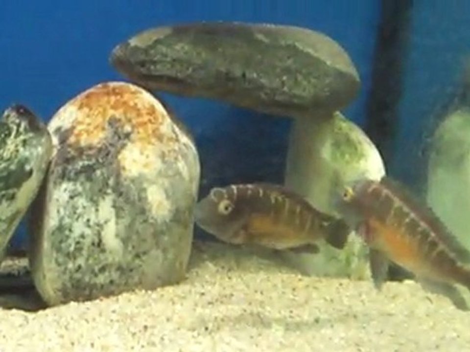 F0 Tropheus Moori Katoto Kolonim