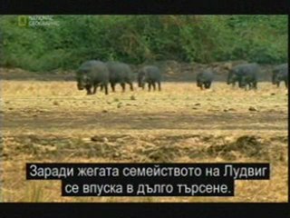 Скрит свят: Раят на африканските прасета