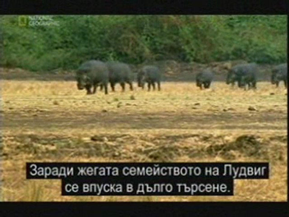 Скрит свят: Раят на африканските прасета