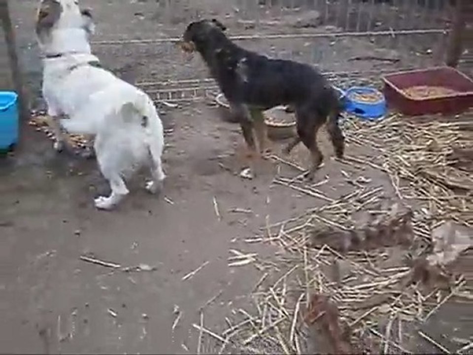 les nouveaux chiens de Tina