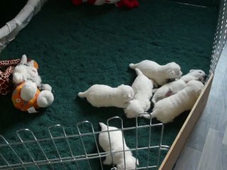 Nouvel espace  pour la 3 ème semaine . Westie De Plassan Ouest Highland