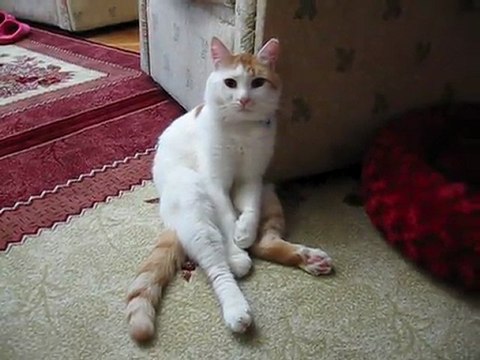 puffycan'ın grup seksendört'ün azap şarkısına çektiği klip.....