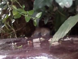 souris