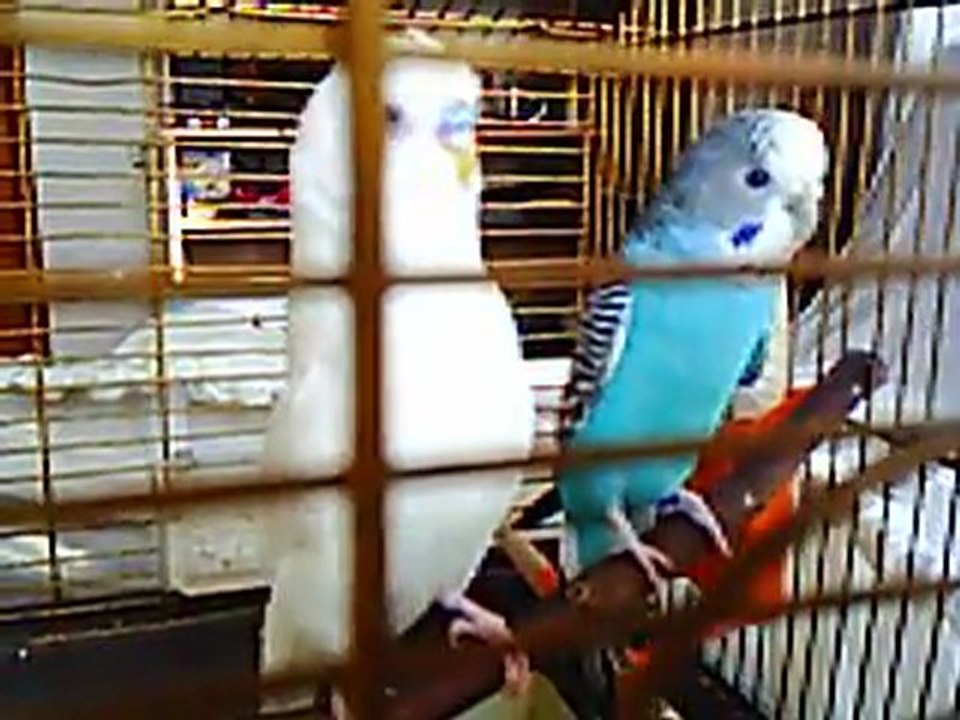 Muhabbet Kuşu Yavruları