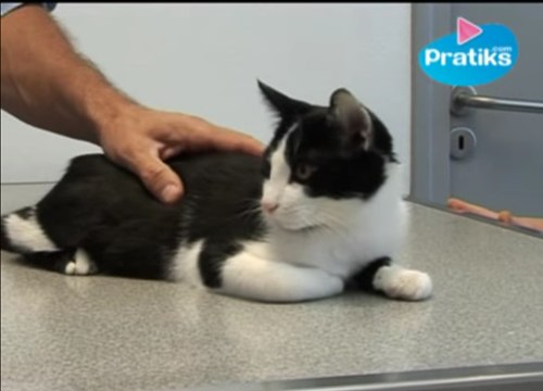 Conseils véto - Comment transporter un chat blessé ?