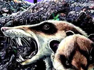 Un écureuil aux dents de sabre