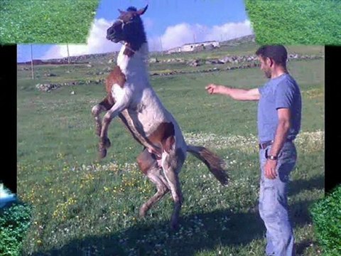 SALİM DEMİR YAYINLARI