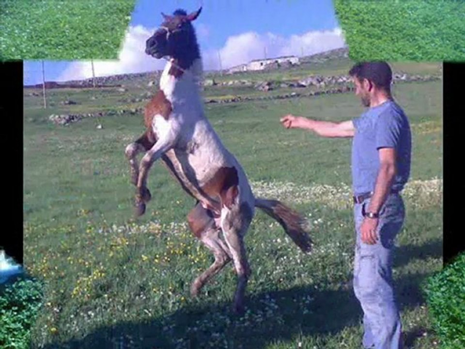 SALİM DEMİR YAYINLARI