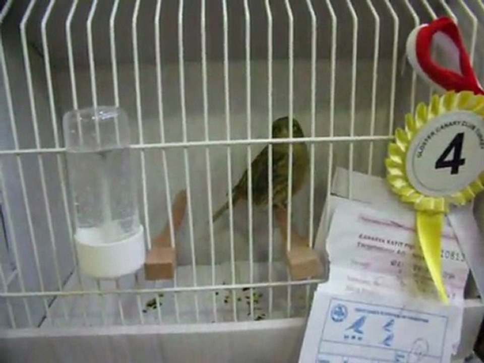 12-KLÜP SHOW 2011 | FESHANE