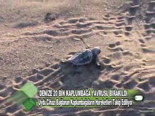 DENİZE 20 BİN KAPLUMBAĞA YAVRUSU BIRAKILDI  10.11.2011