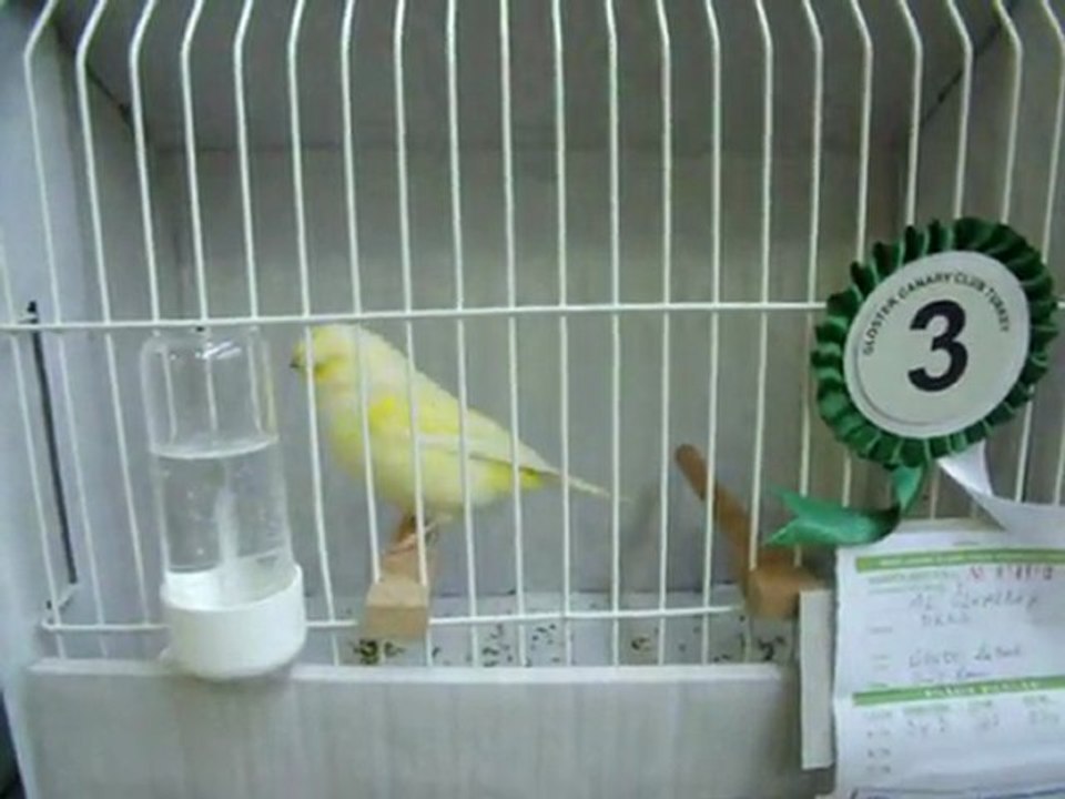 13-KLÜP SHOW 2011 | FESHANE